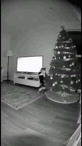 31K views · 2.8K reactions | POV: Cats turned Christmas into a...