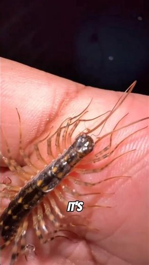 Have You Seen a Super Fast Bug? #animals #animalfacts #facts