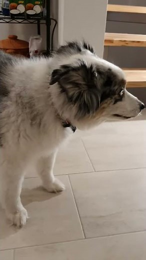 Australian Shepherd Reverse Sneezing