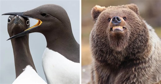 From Clumsy Birds To Dramatic Frogs, These 2025 Comedy Wildlife Photos Are Priceless (40 Pics)
