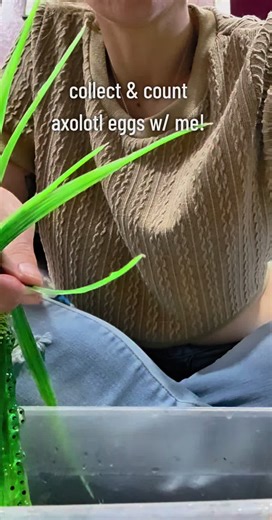 Collecting and Counting Axolotl Eggs Together