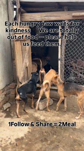 4.9K reactions · 963 shares | Each hungry paw waits for kindness  We are totally out of food — please help us feed them. DONATE VIA PAYPAL LINK ⬇️ https://www.paypal.com/donate?hosted_button_id=WTE283C5SFGBE OR DONATE VIA GOFUNDME LINK ⬇️ https://www.gofundme.com/f/fy78z-mmmmm | Kawuma Isma | Facebook