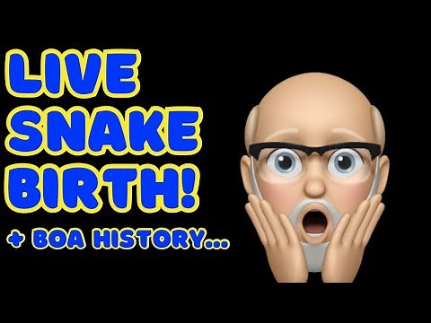 Live Snake Birth & Boa History!
