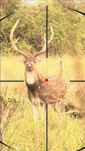 Big Buck Shooting | Caccia al cervo gigante | Großbockjagd
