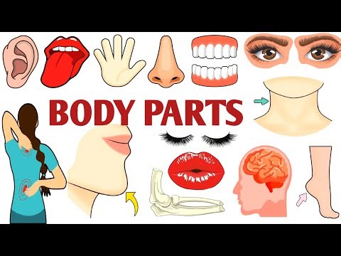 Parts of the Body | Parts of the Body for LKG Kids | Learn Body Parts & Sense Organs | #partsofbody