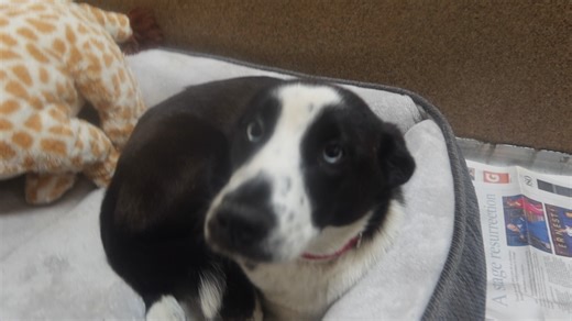 19K views · 802 reactions | Blue is a female mixed Border Collie/terrier mix. 5 1/2 mos old She is good with children and other dogs. She is apporx 35 lbs. will be up for adoption at the TLC Animal Shelter. | Tender Loving Care Animal Shelter | Facebook