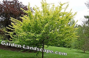 Garden Practice: Cultivating field maple hedge - planting, fertilizing and cutting | 2025