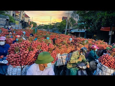 How Growers Plant Harvesting Litchi in Vietnam