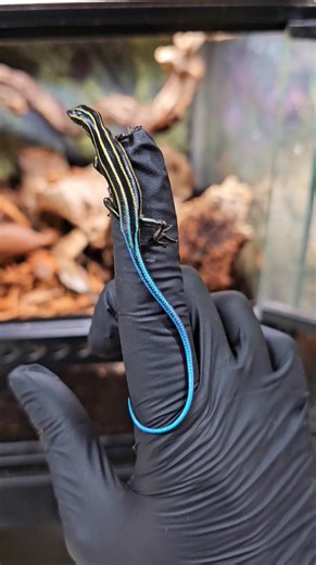 💙💙💙💙💙💙💙💙💙💙💙💙💙💙💙💙 Wow these little lizards really live upto their name BLUE TAILED SKINKS 💙 These are fascinating and simple to keep, they are semi arboreal so will use all of their enclosure and very active. As you can see they remain small the one in the video is full grown💙 | Lincoln reptile and pet centre ltd