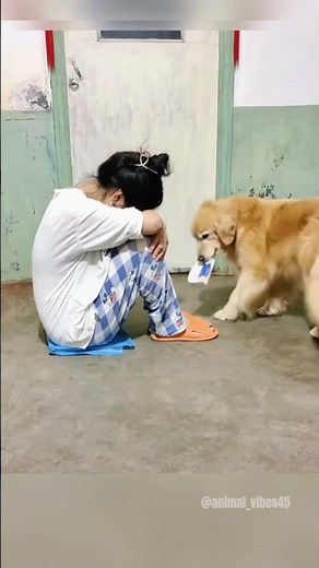 Loyal Dogs Comfort Their Owners in the Sweetest Way 🥺🐾 | Heartwarming Moments