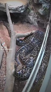 10K views · 110 reactions | #enclosure #tigerpython #burmesepython #reptilekeeper #amazing #terrariumbau #reptilesoftiktok #tiktok #tiktokgermany #python #snake #tooltime #work #exoticpets #wow #terrarium #viral #viraltiktok #foryou #4u #schlange #kiss #love #foryoupage #passion #exotic #fy #fypシ #fypage | Fabians Reptilienraum | Facebook