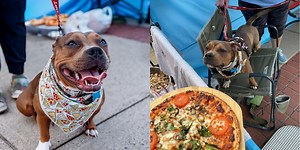 Brixie, the dog brutally beaten for eating her owner’s pizza, gets her own pizza party