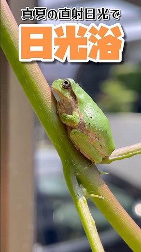 日焼け上等！ガングロになりたいアマガエル #カエル #日光浴 #frog