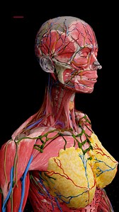 Muscles, Nipples & Nerves — Welcome to Your Real Body! ♀️ . . Think you know your body? Think again. In this ultra-detailed 3D dissection, we strip away the filters, the skin, and the modesty — to reveal your raw, real, living anatomy. From muscles and glands to nipples, nerves, and veins — nothing is hidden. Nothing is censored. 🔥 Created by Smart Doctor — turning science into a visual experience you’ll never forget. Subscribe for more bold, intelligent medical content. Viewer discretion advis