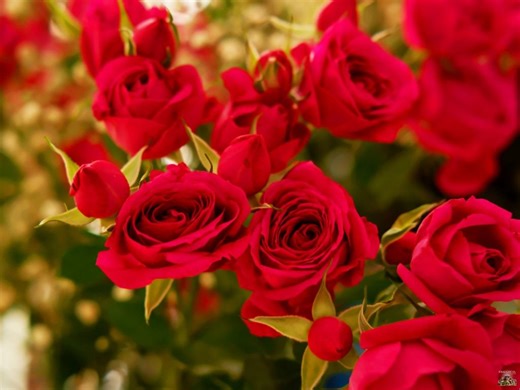 Ποιοι Γιορτάζουν Σήμερα Τρίτη 10 Φεβρουαρίου 2026 - ΕΚΚΛΗΣΙΑ ONLINE