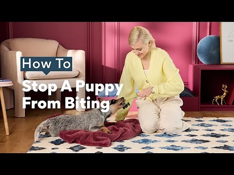 How To Stop A Puppy From Biting | Chewtorials