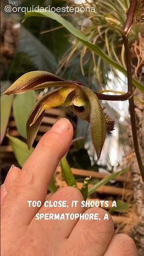 Alien flower? Nope, its catasetum #nature #plants