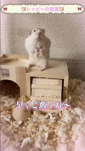 トッピーがご飯待ちきれなくて飛びついてきた！寝顔も初公開✨ #動物 #ハムスター #日常 #vlog #shorts