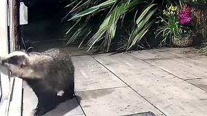 Mr Lumpy could always win me over with his nose kisses on the window 😍🦡🐾🐾❤️ | Mr Lumpy & Friends.