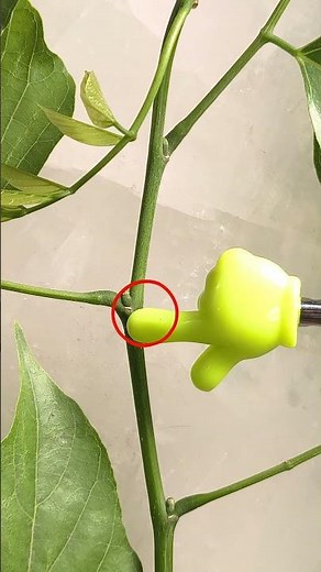 Spot the Difference: Apical vs Axillary Bud #NEET #PlantMorphology #Biology