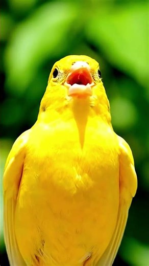 Larks at Sunrise | How Vertical Flight Turned Song into Survival