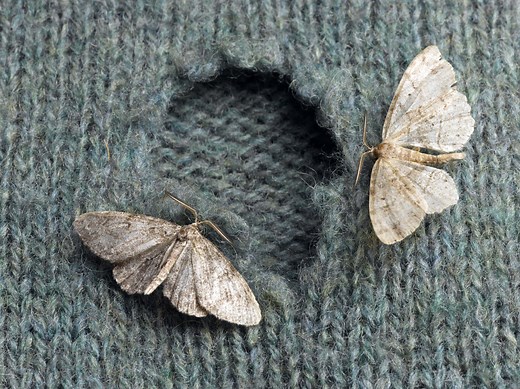 From carpet beetles to clothes moths, here’s how to protect your autumn wardrobe from pests