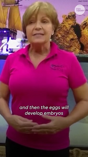 Female stingray becomes pregnant without a male companion