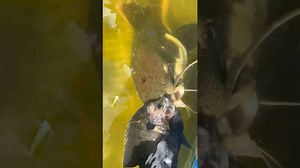 How Fast a Redtail Catfish Can Eat?