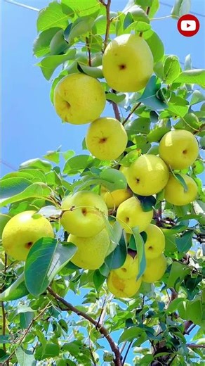 🍎 CRAZY LOUD APPLE CRUNCH ASMR | Most Satisfying Bite Ever! 🔥🎧#shorts #viral
