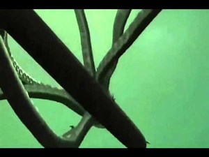 Sharktopus (2010) Review - Cinema Slashes