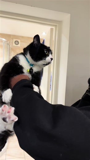 Cat Spa Day: Relaxing Shower Time for Cats
