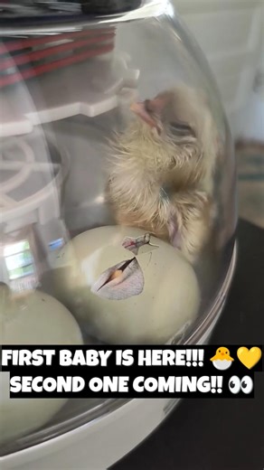 First Chick Hatches! 🐣 And Another Is Right Behind!