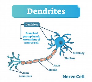 Dendrite biological anatomy vector illustration diagram with nerve...