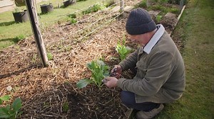 Testing the Brix Levels In My Vegetable Garden Book your spot at Vasili’s Veggie Garden Workshop today! https://vasilisgarden.com/index.php?route=product/product&product_id=1037&search=workshop Find great products for your garden online at: www.vasilisgarden.com Real People, Real Gardens, Real Food! Maresi! 👍 | Vasili's