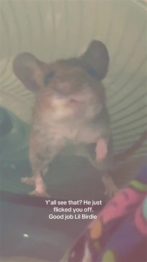 Lil Birdie's Clever Tricks