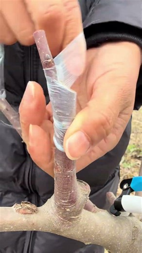 Spring Fruit Tree Grafting | Injerto primaveral | 春の果樹 接ぎ木 | 봄 과수 접목