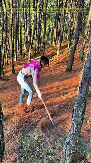 Raking Through the Woods: How Gathering Pine Needles Preserves Nature's Bounty