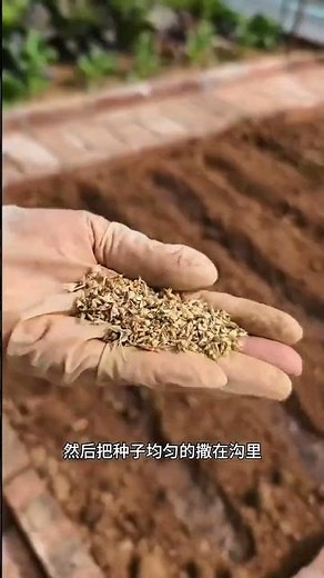 The Ultimate Guide: Row vs Broadcast Sowing for Your Veggie Garden
