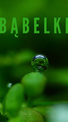 Bąbelki #aquascapegallery #aquascape #aquarium #bubble #akwaria #akwarium #akwarystyka