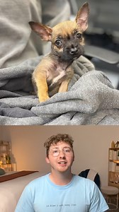 111K views · 8.3K reactions | This teeny dog could barely walk — but that wasn’t the end of her story ❤️‍啕 | 15/10 Foundation | Facebook