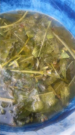 Comfrey Compost Tea