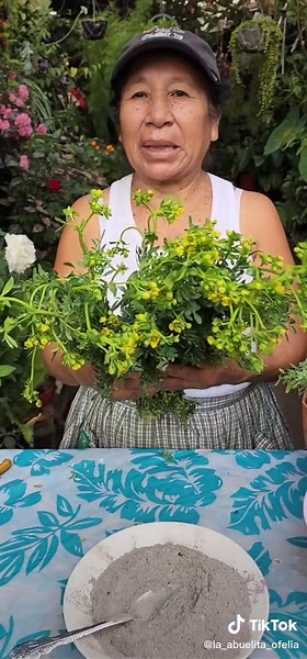 Enraizante Natural con la Ceniza para enraizar esquejes de Ruda #Jardin #suculentas #cactus #plantas