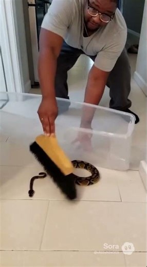 catching animals - Yellow Belly Ball Python