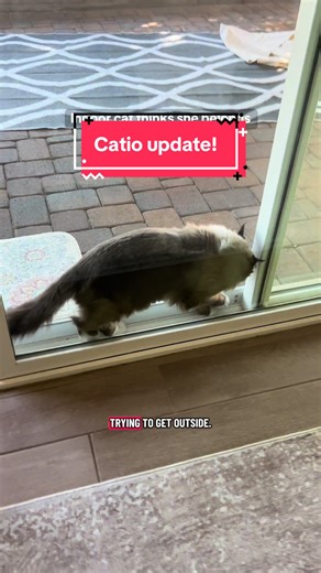 Catio Update: Indoor Cat's Obsession with the Outdoors