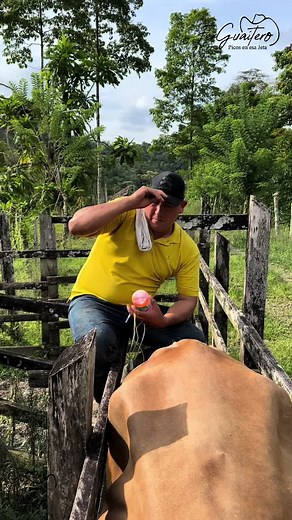 Suero Intraperitoneal en Bovinos: Uso y Aplicación