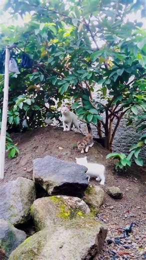 anak kucing lucu yang aktif 🐱 #speedsong #cover #nightcore #remix #cat #trending #kucinglucu #kitten