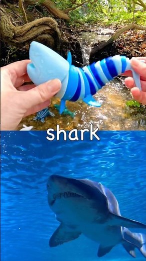 Kids Learn | Sea Animal Names at the Double Waterfall: Zebra Shark Marine Iguana Seal Saw Shark