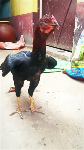 Aseel Black Female Murga #blackfighter #birds #roosterfarm #aseelmurga #reels #animals #rooster