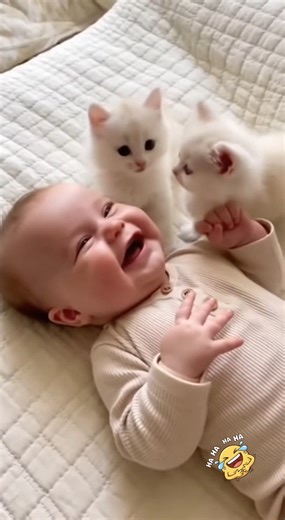 Prepare for a cuteness overload! These two fluffy kittens can't stop giving this happy baby kisses, and the baby's laugh is the most joyful and contagious sound in the world! ❤️ #shorts #funny #cute #baby #kitten #cat #babyandcat #contagiouslaugh #wholesome #cutenessoverload #B4baby | B4Baby