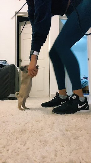 Cute Pug Puppy Interacting with Owner
